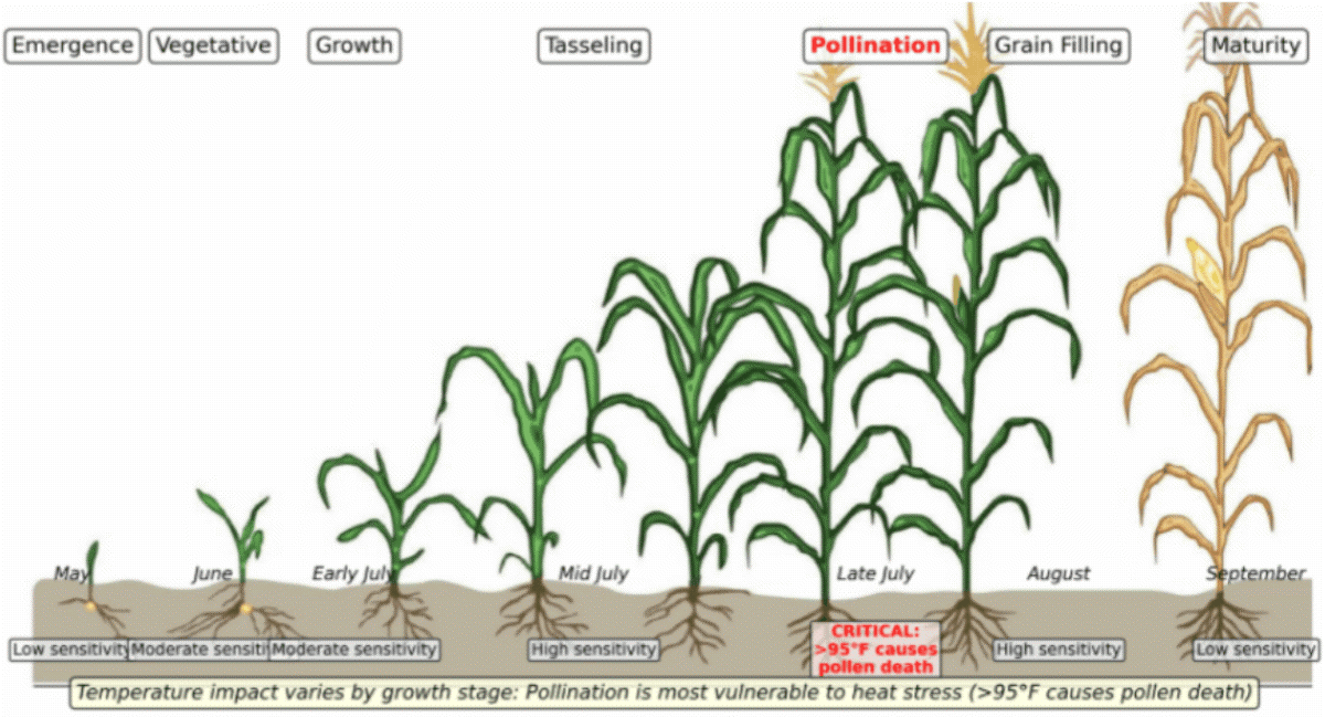 f2-corn-growth-260421